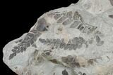 Pennsylvanian Fossil Fern (Neuropteris) Plate - Kentucky #176764-1